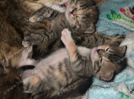 2 tabby kittens