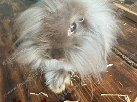 Mini Lion Lops