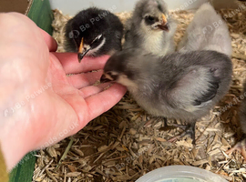 Bantam Orpington chicks