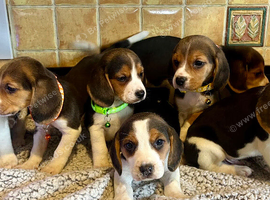 Full chunky beagles