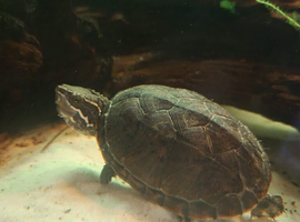 Year old musk turle no tank