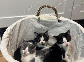 Cute little baby boy/girl looking for forever loving home