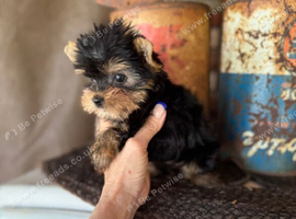 Yorkie Boy