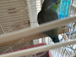 Hi for sale my parrotlet mix colour very healthy and active