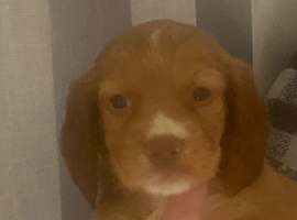 Stunning girl pup for sale