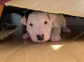 Beautiful English bull terrier puppies