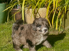 Chocolate Merle SaintBerdoodle, Beautiful Rare F1 READY NOW!!