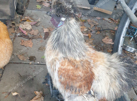 Silkie cockerels