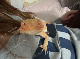 Bearded dragon