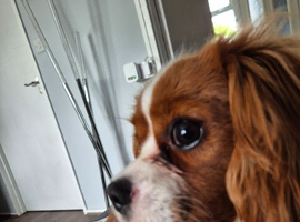 9 month old male king charles cavalier