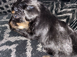 Jack russel cross Yorkshire terrier