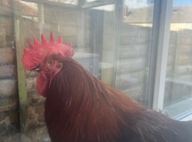 Male free to a good home