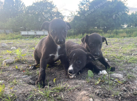 Whippetts (LAST 2)