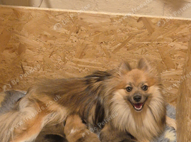 3 beautiful pom boys