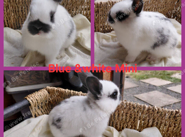 Beautiful Mini bunnies. Females. Ready Now. NR watton. No timewasters.