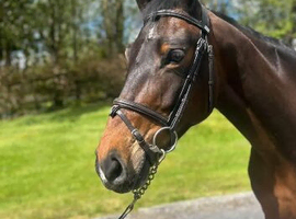 15.2h 7 year old genuine nice type