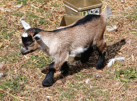 Adorable pygmy goat kids