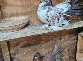 Pigeons for sale