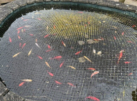 Goldfish for sale