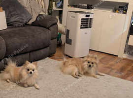 Teddy & Nyla &ndash; Beautiful Bonded Pair of Pomeranians &ndash; Must Stay Together