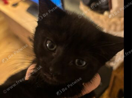 Last female kitten