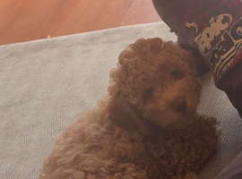 Cavapoo girl