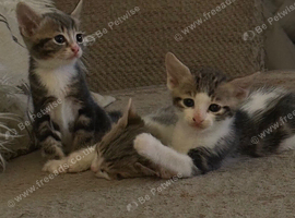 Mixed breed kittens