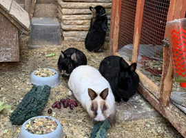 Female nietherland dwarfs