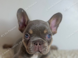 KC Frenchies