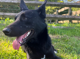 Koba