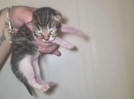 Beautiful kittens