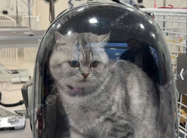 Beautiful exotic British Shorthair Female Cat for Sale