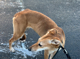 Greyhound cross saluki