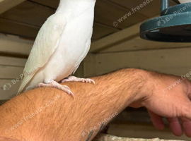 Hand reared albino ringneck with cage