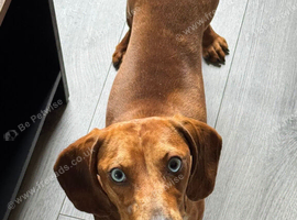 Dog for sale