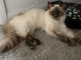 GCCF Ragdoll girl