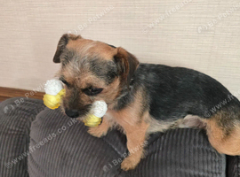 Yorkie x border terrier
