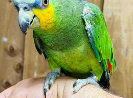 Orange winged amazon