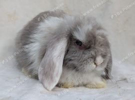 Mini lop