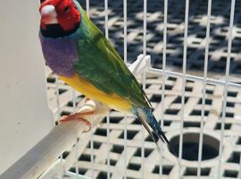 Gouldian finch