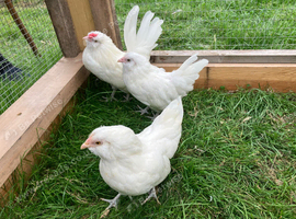Trio of young barbu d'Anvers bantams
