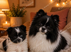 Very tiny Pomeranian boy