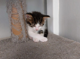 Two kittens for sale