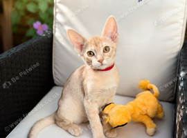 Champion BL Cinnamon Silver Abyssinian Female Available