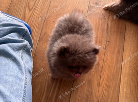 Lilac and tan Pomeranian