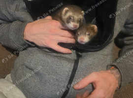 2 male ferrets for sale