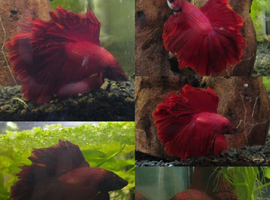 Juvenile bettas