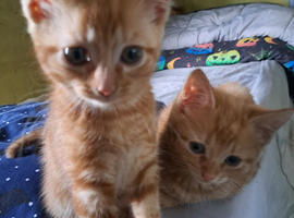 Ginger boy and girl kittens