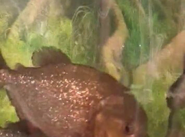 5 red belly piranhas full set up