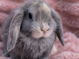 Mini lop boys